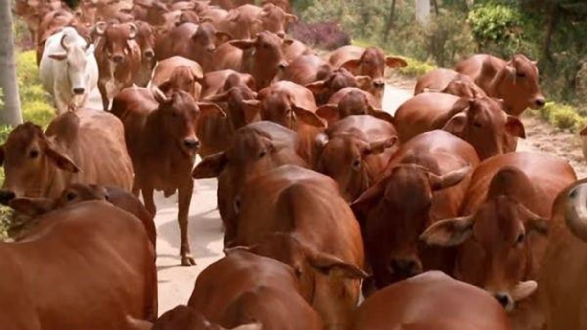 पंजाब सरकार मवेशियों को मुंहपका बीमारी से बचाने के लिए चलाएगी टीकाकरण अभियान