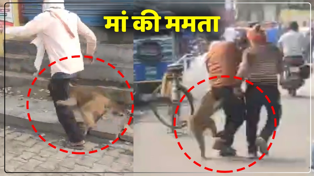 मां की ममता: करंट लगने से बच्चे की मौत, गुस्साई बंदरिया ने राहगीरों को दौड़ा-दौड़ा कर काटा, देखें Video