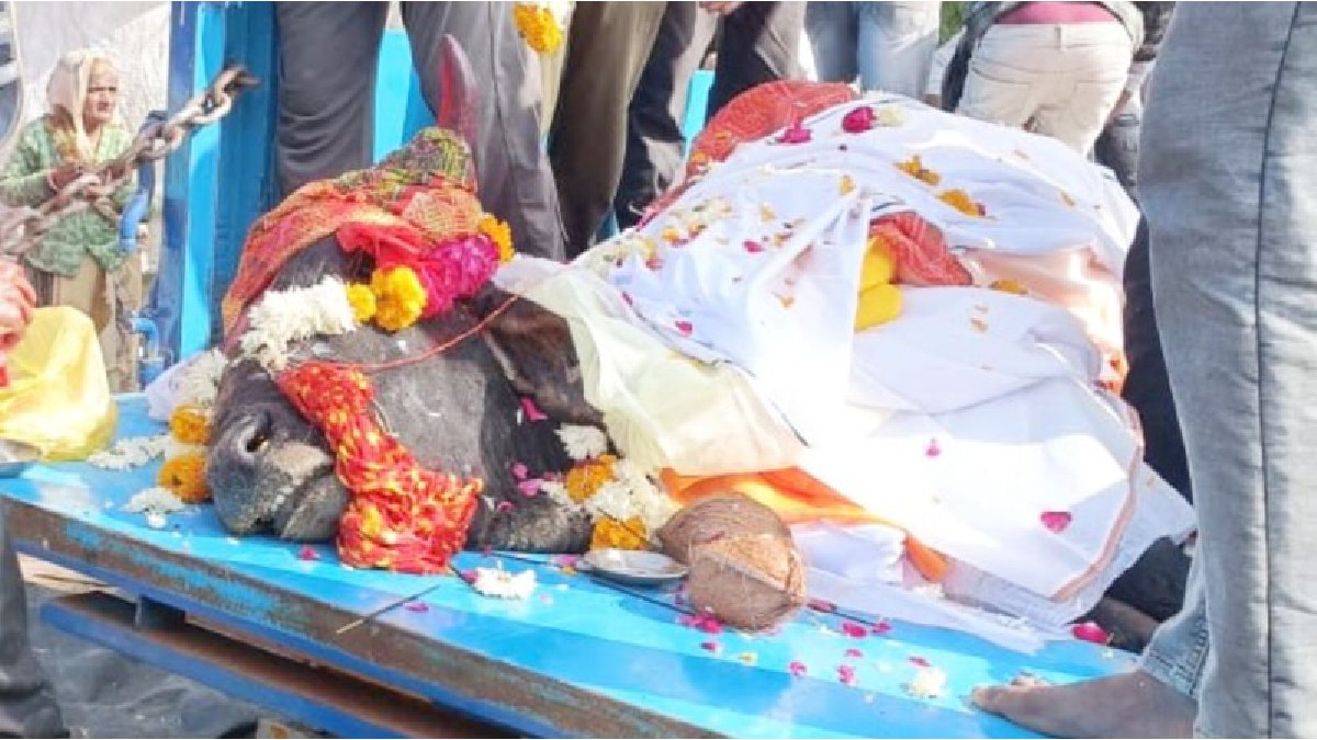 Ujjain News: ग्रामीणों ने बैंड-बाजे के साथ निकाली नंदी की अंतिम यात्रा, होगा दशा कर्म और ब्राह्मण भोज
