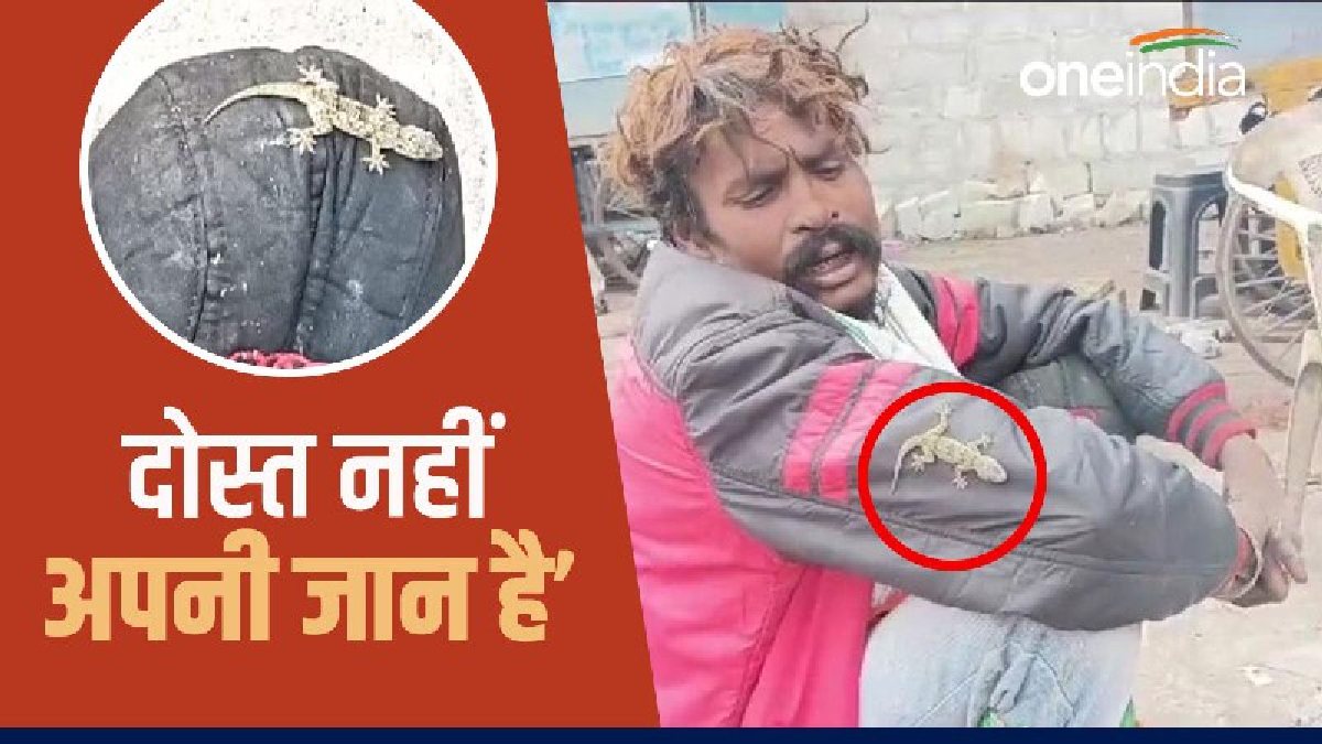 विचित्र प्रेम; मजदूर से एक मिनट भी दूर नहीं रह सकती छिपकली, जानिए एक महीने के रिश्ते में कैसे बन गई जान?