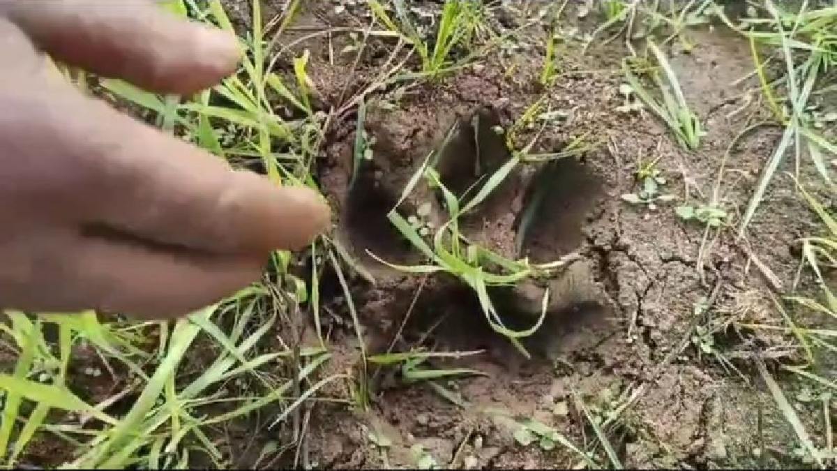MP News: छिंदवाड़ा में मिले बाघ के पैरों के निशान, रात में सुनाई पड़ती है दहाड़ने की आवाज, दहशत में लोग