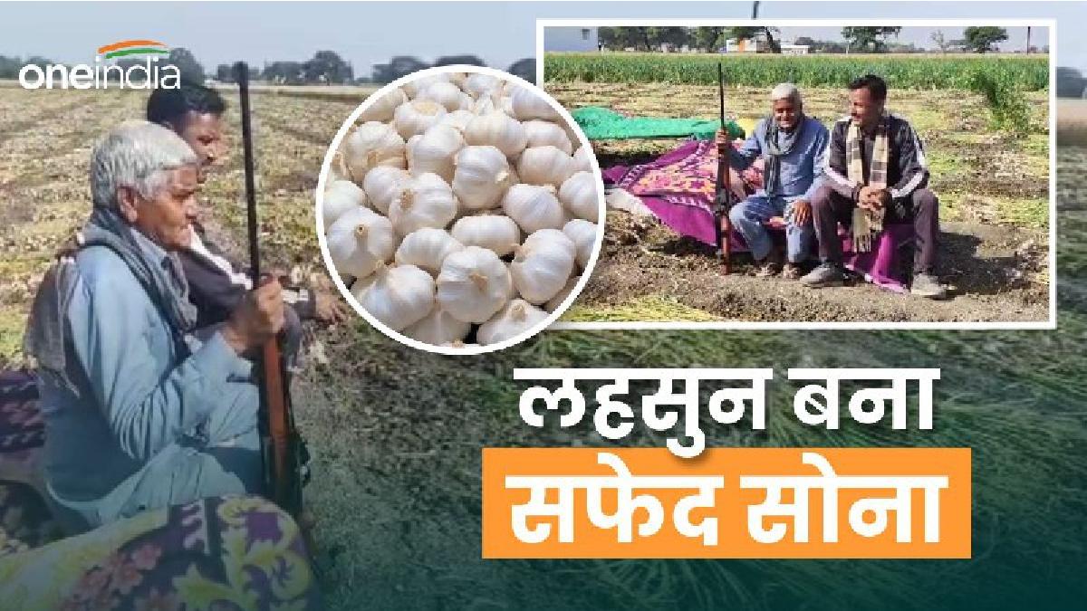 Garlic Prices: मध्य प्रदेश में CCTV कैमरों से हो रही लहसुन की निगरानी, चोरी से तंग आकर किसानों ने उठाई बंदूकें