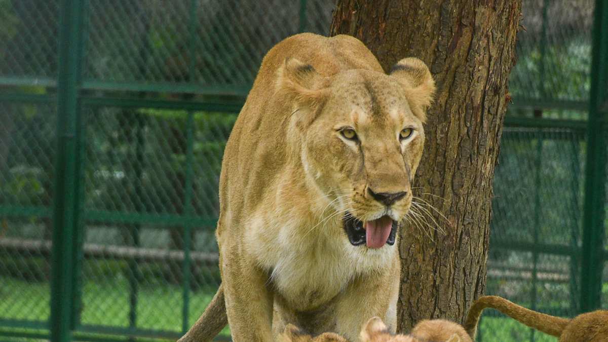 Tirupati Zoo:  शेर के साथ सेल्फी लेने की कोशिश में गई जान, जू में बाड़े के अंदर लगाई छलांग, मिली मौत