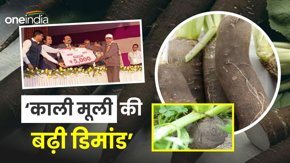 Black Radish: बिहार में किसान ने पहली बार की  काली मूली की खेती, विदेशों से भी आ रहे हैं खरीदार