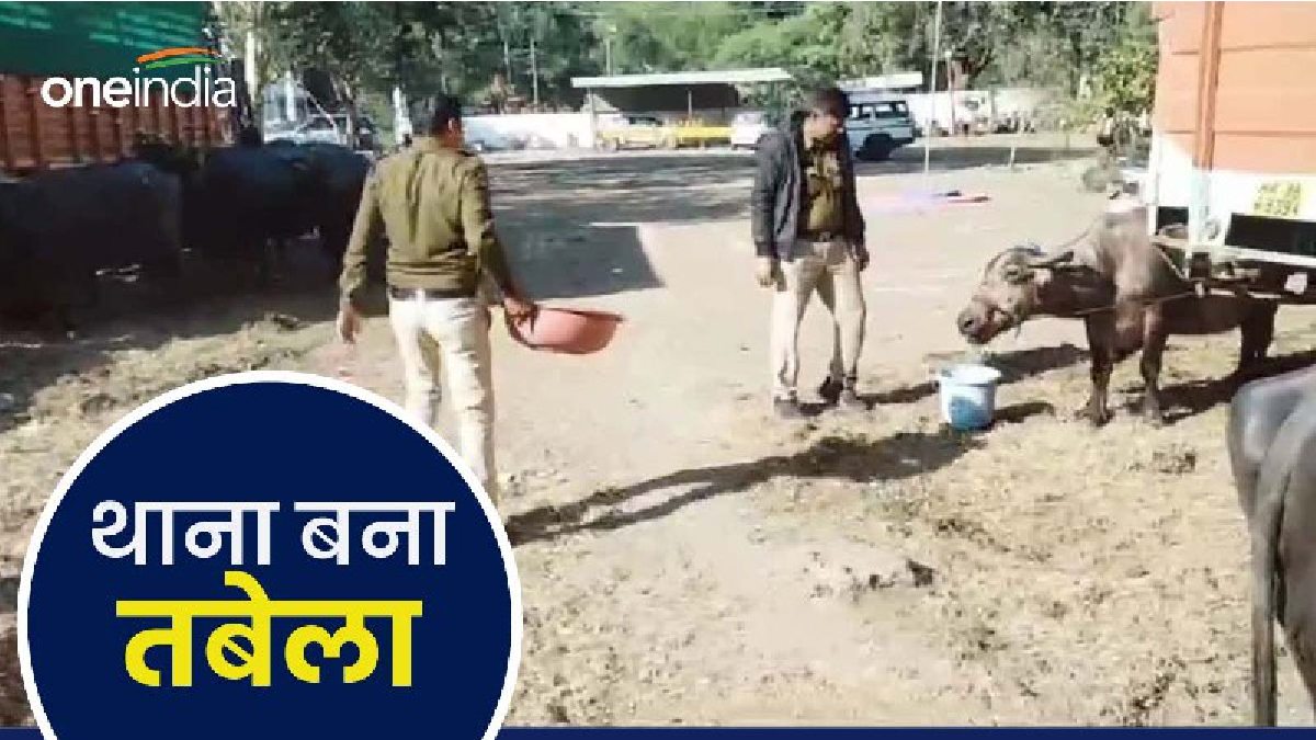 MP News: थाना बना तबेला, भैंसों की चाकरी कर रही पुलिस, जानिए क्या है माजरा?