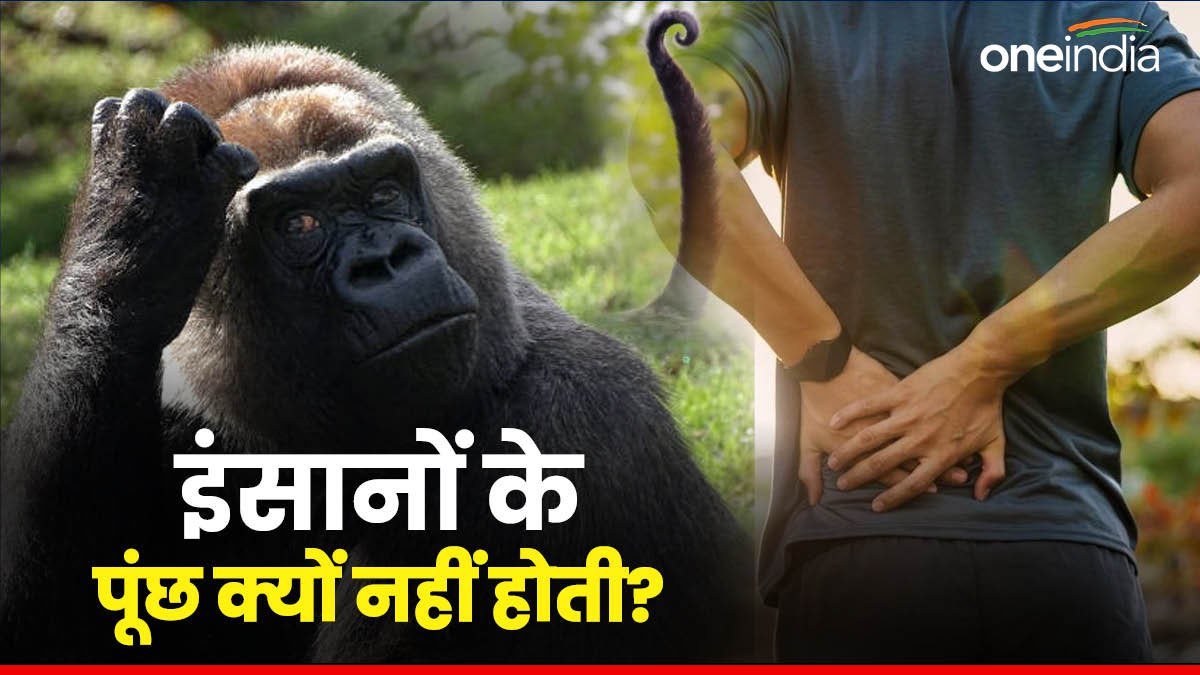 Explainer: जानवरों की तरह इंसानों के पूंछ क्यों नहीं होती हैं, जानिए कैसे हो गई गायब?