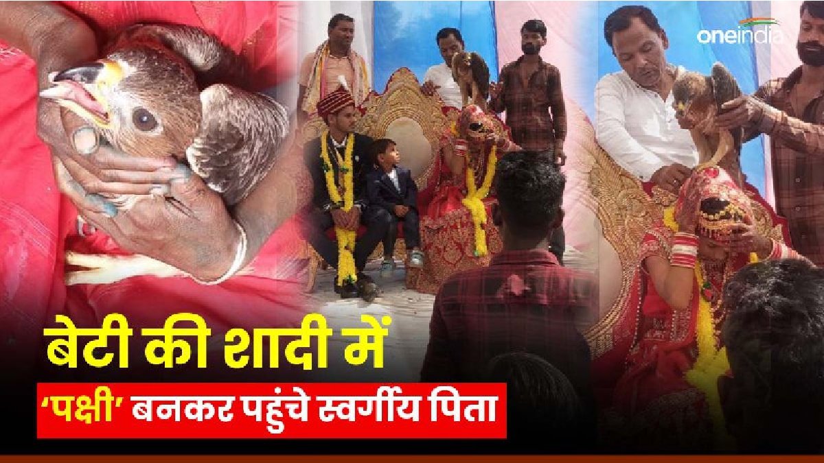 पिता की मौत के बाद बेटी की शादी में पहुंचा बाज पक्षी, दुल्हन को आशीर्वाद दिया, बारातियों के साथ खाना भी खाया