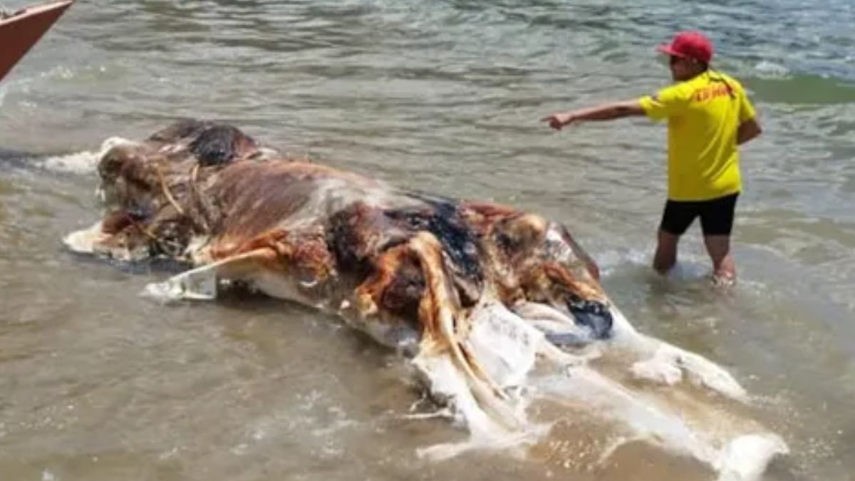 मलेशिया में समुद्र किनारे बहकर आया विशालकाय जीव, देखकर एक्सपर्ट्स भी हैरान