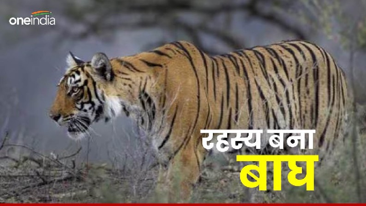 100 से ज्यादा कर्मचारी, 150 कैमरों से निगरानी, एक बाघ को क्यों ढूंढ रहे इतने लोग?