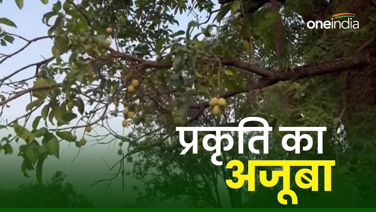 MP News: मंत्री के बंगले में गजब हो गया, नीम के पेड़ में उगा आम का फल, देखकर हैरान हुए प्रहलाद पटेल