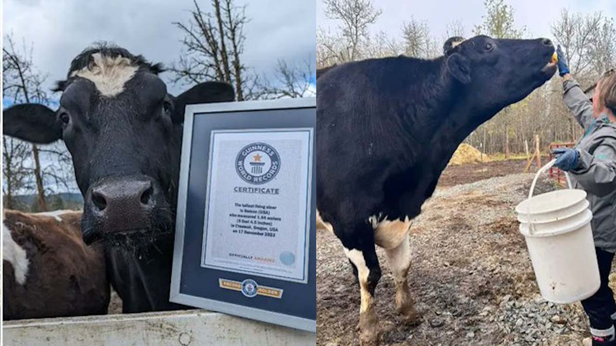 Romeo Bull: दुनिया का सबसे ऊंचा बैल, जिसका नाम Guinness World Records में दर्ज, कितनी है लंबाई और वजन?