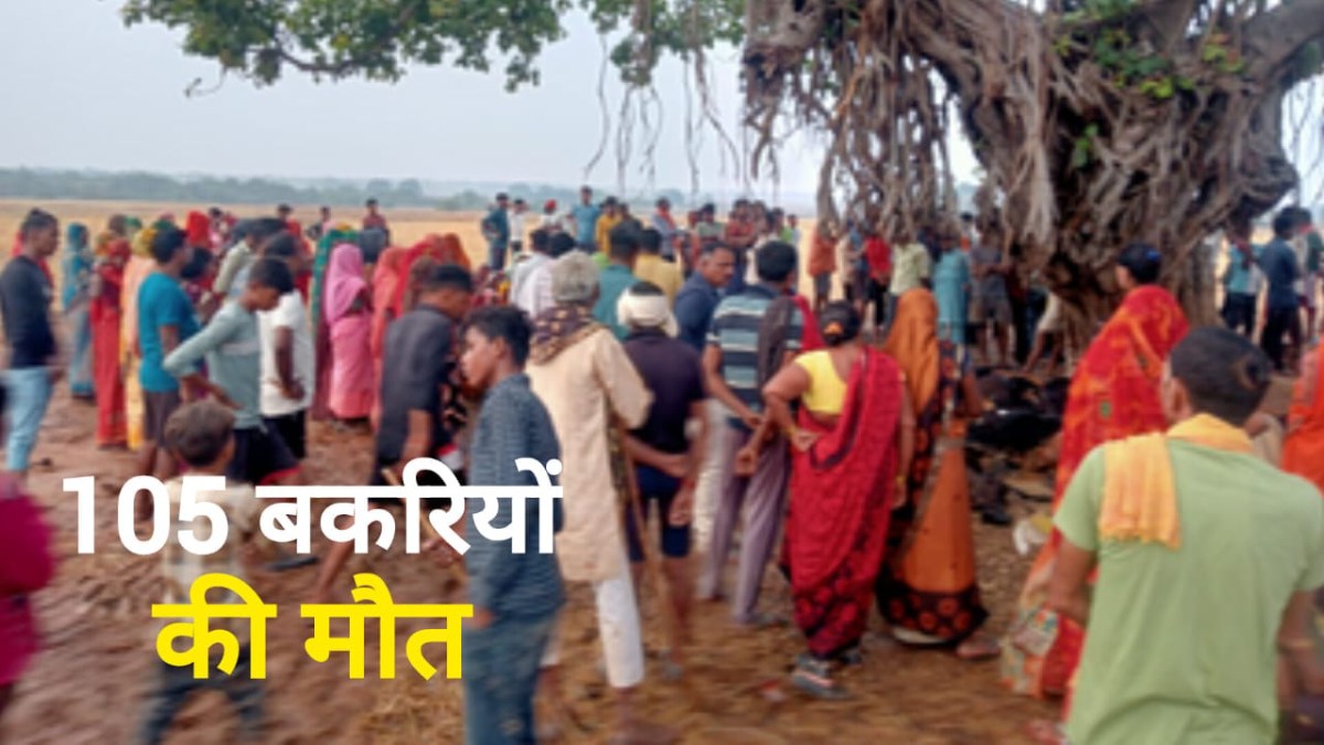 Rewa News: ऐसा क्या हुआ कि दो सेकंड में एक साथ मर गईं 105 से ज्यादा बकरियां, जिसने भी सुना यकीन नहीं कर पाया
