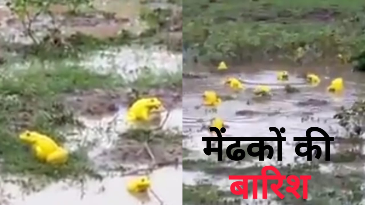 MP News: लोग तब रह गए दंग जब आसमान से बरसने लगे पीले मेंढक, इस बेहद दुर्लभ घटना का वीडियो हुआ वायरल