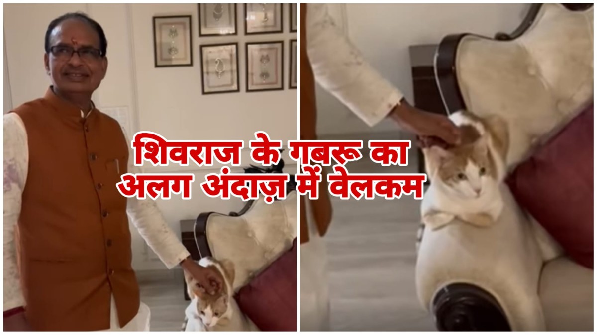 MP News: शिवराज सिंह चौहान की पालतू बिल्ली गबरू ने भी अलग अंदाज में किया वेलकम, स्वागत में लगे 100 मंच