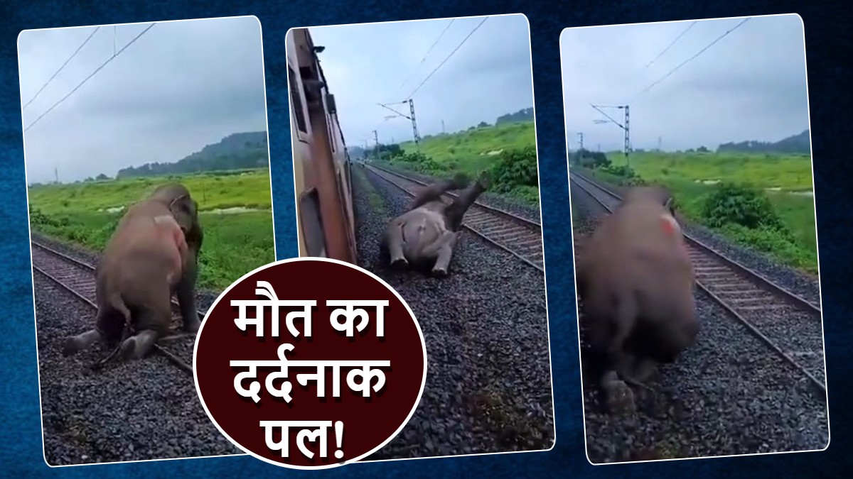 Elephant Death: ट्रेन की चपेट में आया हाथी, बार-बार खड़े होने की कोश‍िश, फि‍र भी आ गई मौत, रूला देगा वीडियो