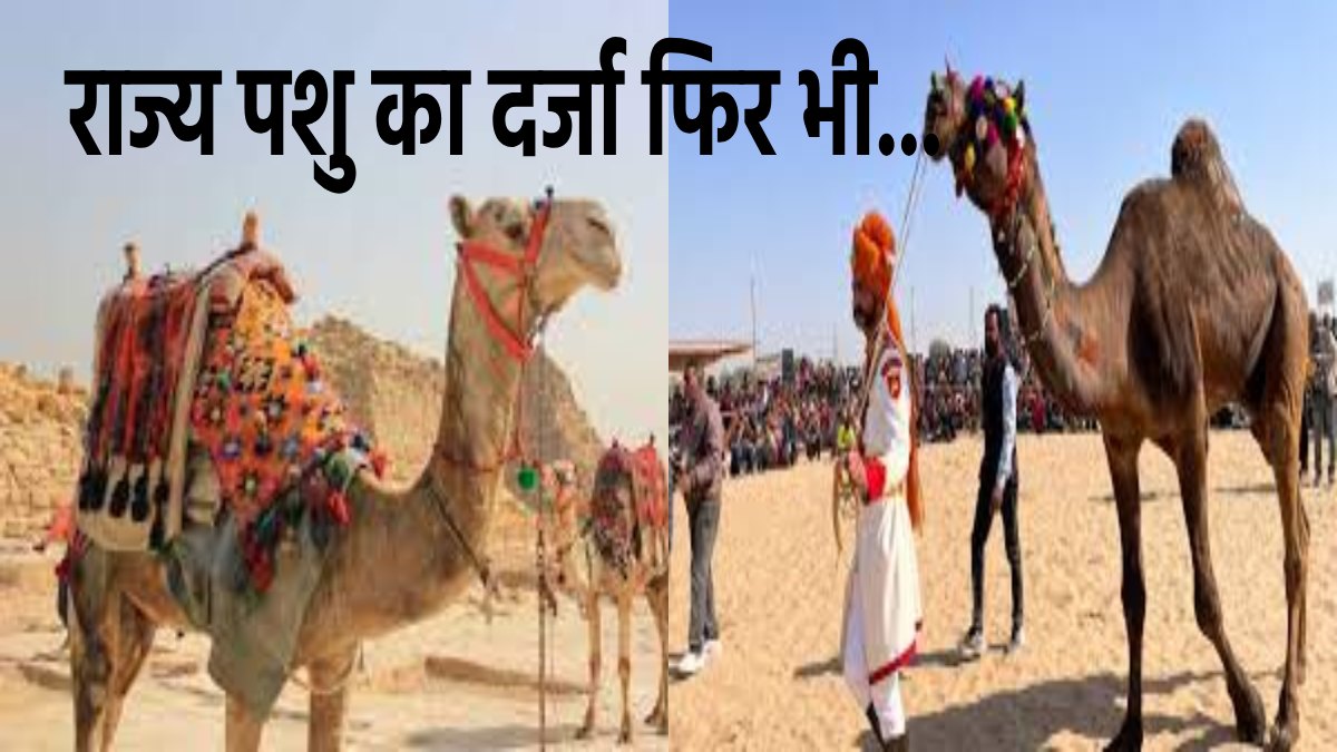 राजस्थान के राज्य पशु ऊंट की हो रही अनदेखी, विभाग के जारी आंकड़े चौंकाने वाले क्यों ?