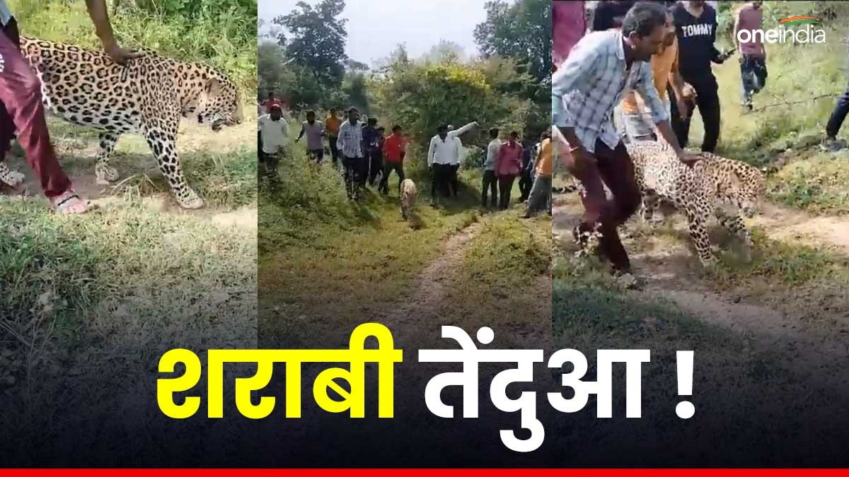 Rajasthan News: अजमेर के तारागढ़ में दारू को पानी समझकर पी गया तेंदुआ, फिर जो हुआ...देखिए वीडियो