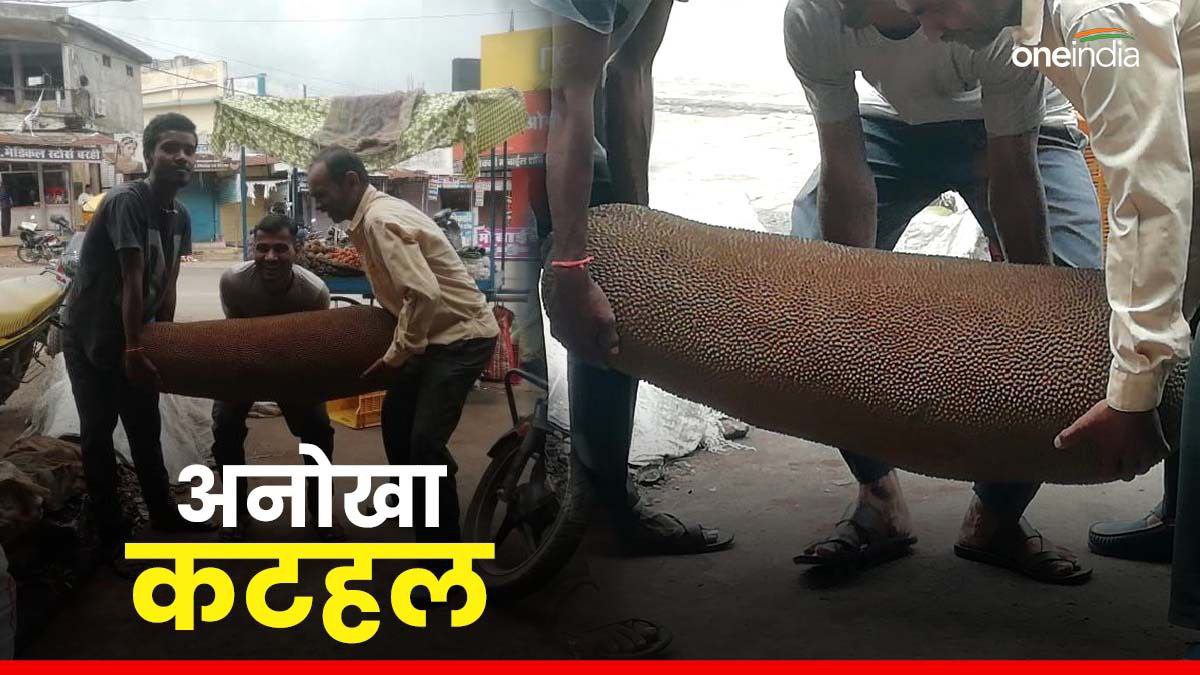 गजब! 45 किलो वजन, उठाने में लगे 4 लोग… कभी देखा है ऐसा कटहल?