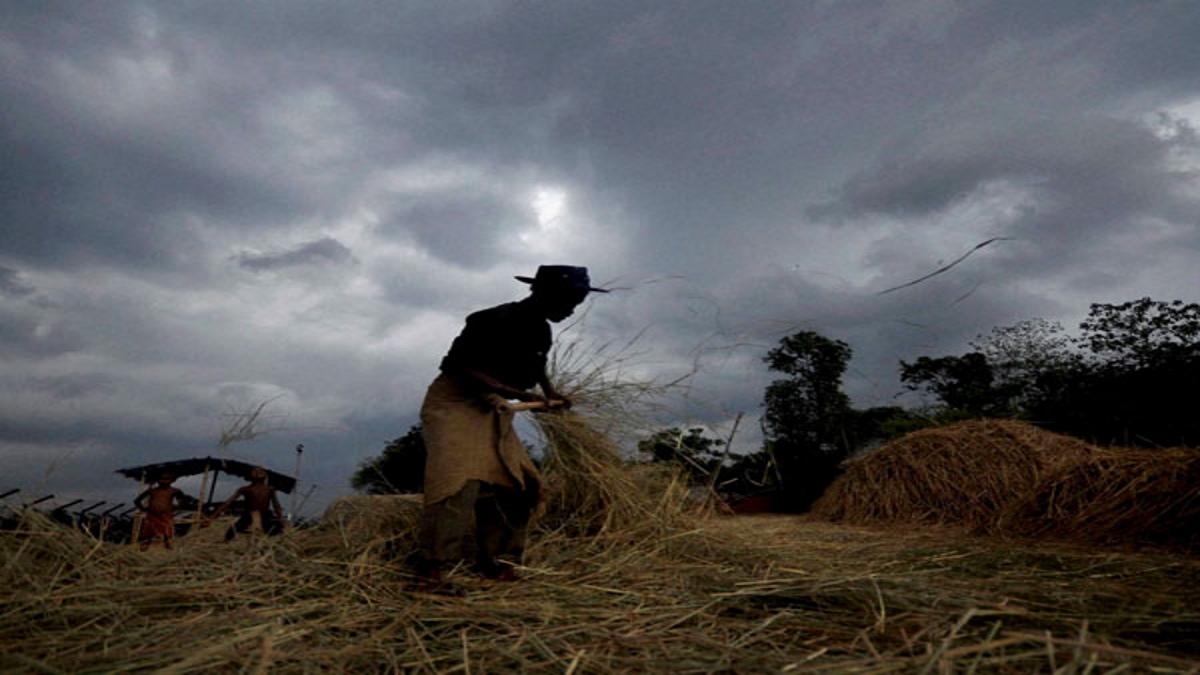 Rajasthan News: राजस्थान में किसानों के लिए बारिश बनी आफत, 50 फीसदी से ज्यादा फसल हुई खराब