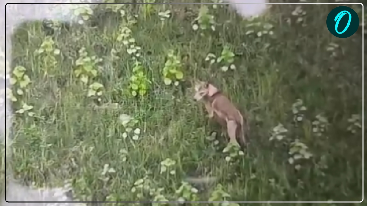 UP Wolf News: बहराइच में कम नहीं हुआ भेड़ियों का आतंक, अब दो मासूमों पर किया हमला, शोर मचाने पर छोड़कर भागे