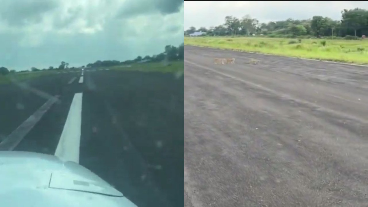 MP News: रनवे पर तेंदुए के परिवार को घूमते देख लोगों की थम गई सांसें, video में देखें पायलट ने क्या किया