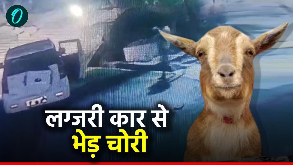 Satna News:  एमपी के इस जिले में VIP अंदाज में चोरी, लग्जरी कार से 17 भेड़ उठा ले गए बदमाश; ऐसे हुआ खुलासा?