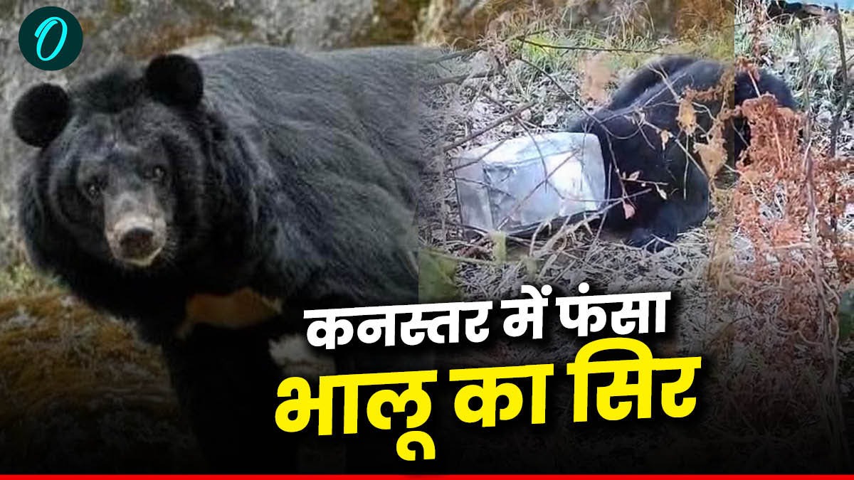 भोजन की तलाश में भालू ने कनस्तर में डाला सिर,फंसा सिर तो परेशान होकर इधर उधर भटका और फिर... Viral video