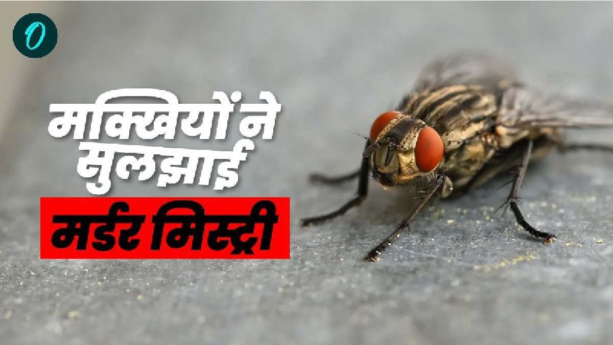 मक्खियों ने ऐसे सुलझाई हत्या की गुत्थी? पुलिस की गजब इन्वेस्टिगेशन