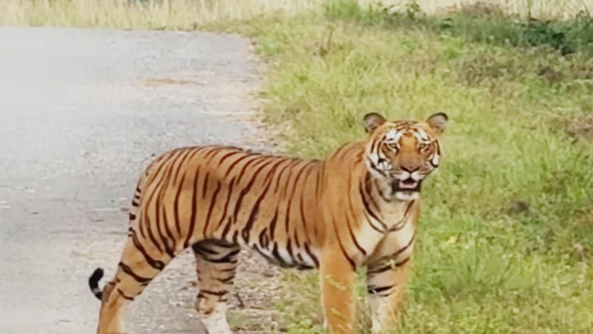 MP News: बांधवगढ़ में बाघों और हाथियों की मौतों की लापरवाही पर उठे सवाल: 3 साल में 93 टाइगर की मौत