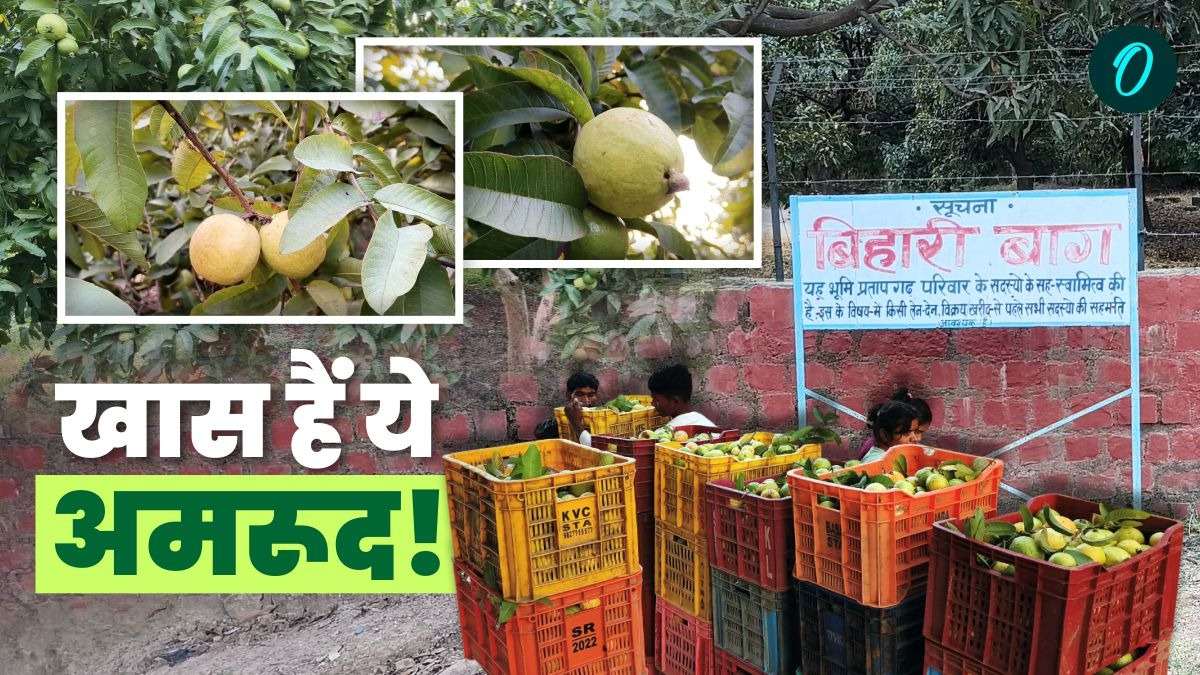 स्वाद में लाजवाब, सेहत के लिए भी फायदेमंद... विंध्य के इलाहाबादी सफेदा अमरूद में क्या है खास?