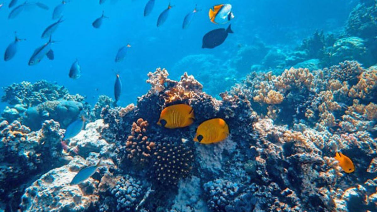 Deep sea mission: गहरे समुद्र में इंसान को भेजने की तैयारी कर भारत, जितेंद्र सिंह ने बताया कब और कैसे?