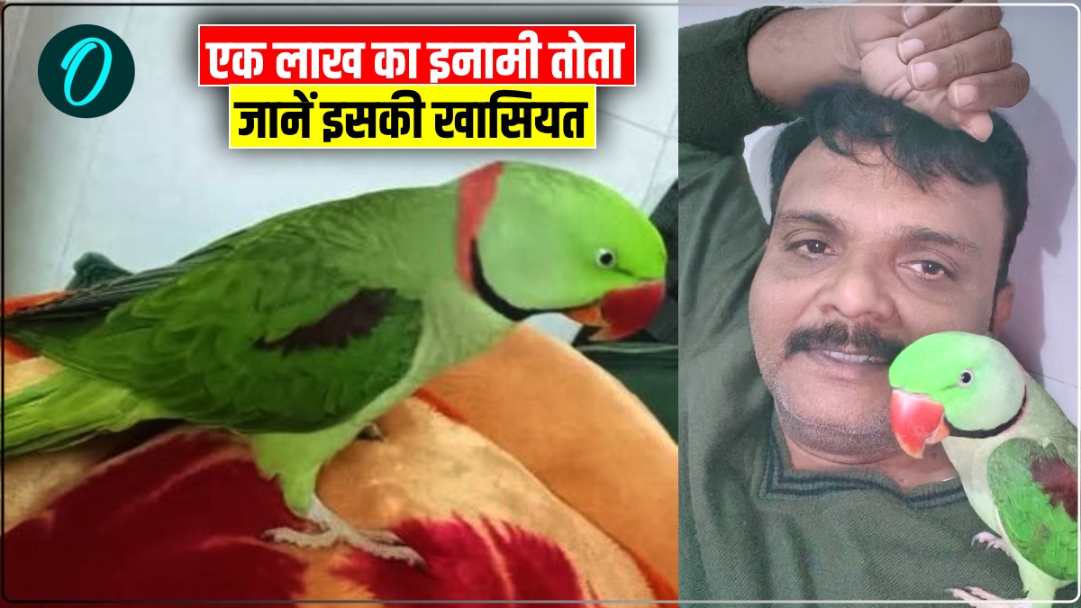 तोते पर 1 लाख का इनाम, वजह जानकर आप भी जुट जाएंगे तलाश में, जानें इसकी खासियत