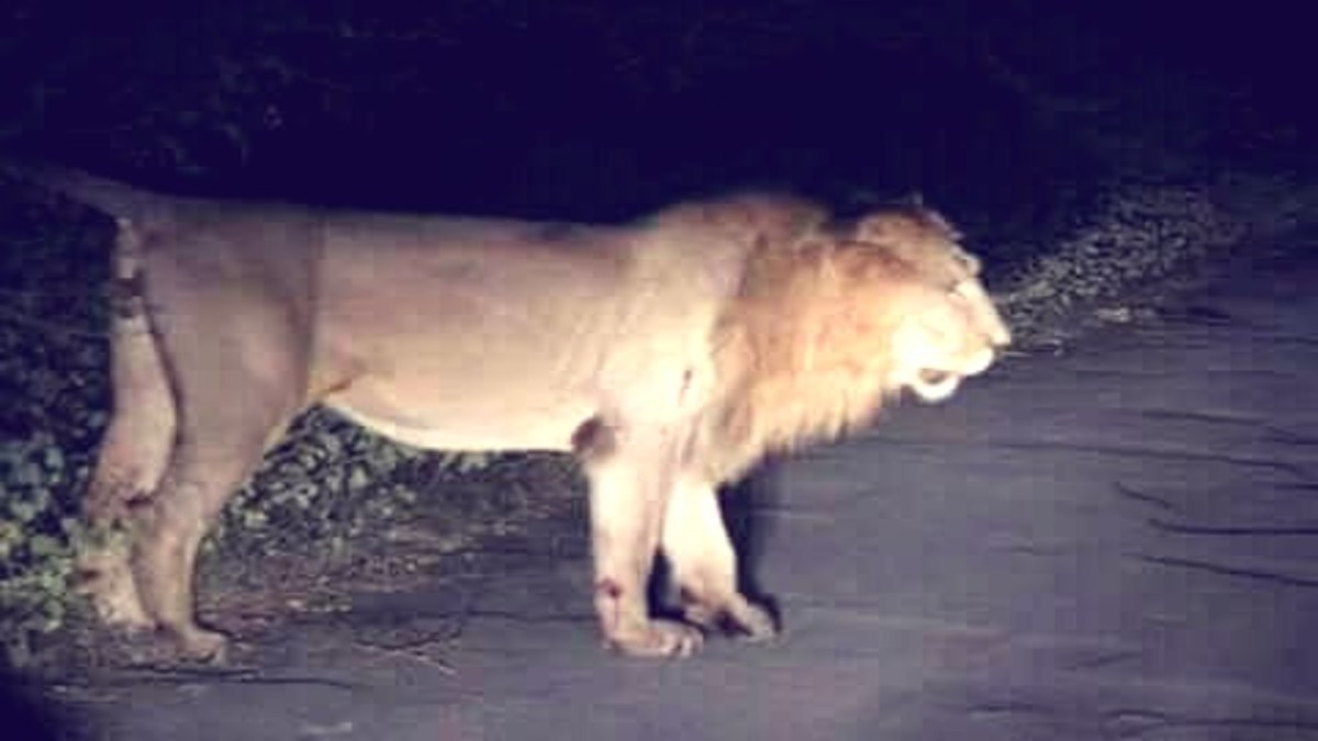 Bhopal News: भोपाल के वन विहार नेशनल पार्क में जल्द ही एशियाई शेरों के दीदार का मौका