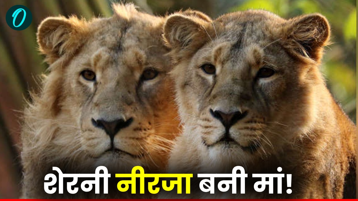 Etawah Safari: शेरनी नीरजा के ने दिया तीन शावकों को जन्म, इटावा सफारी पार्क में बब्बर शेरों की संख्या हुई 18