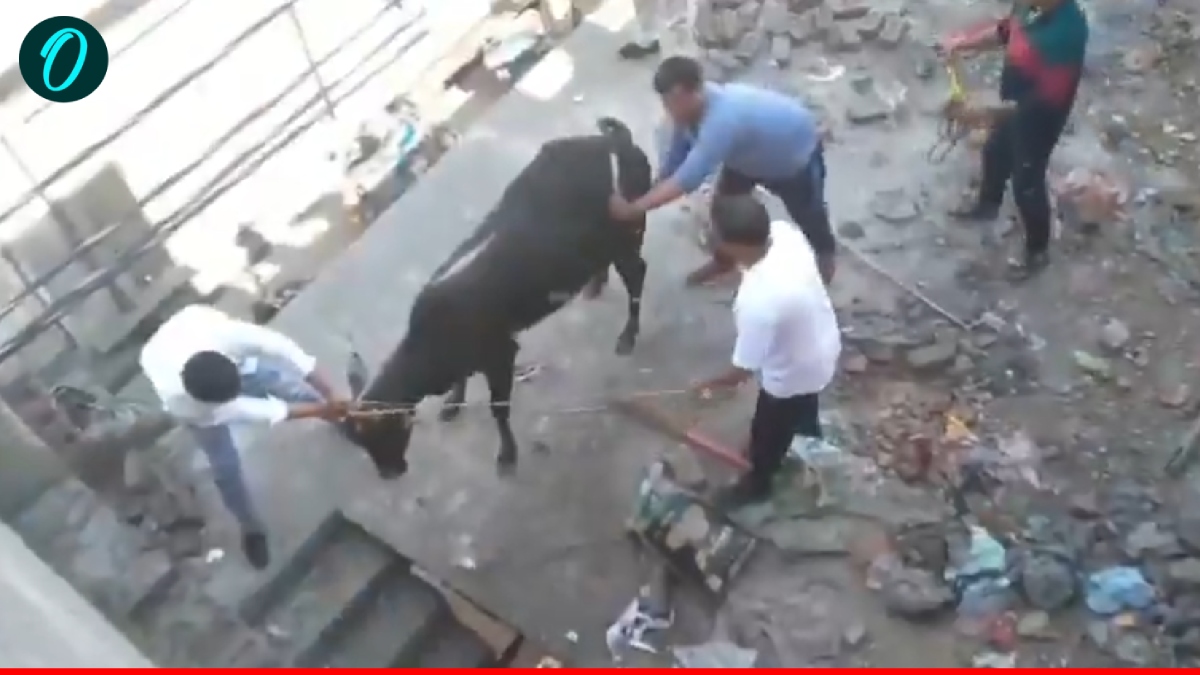 Bull viral video: OMG! घर की छत पर चढ़ गया सांड, लोगों ने पूछा- 'सीढ़ी से आया या सुपरमैन है?'