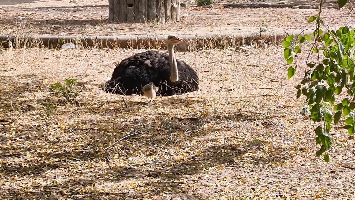 Jaipur Zoo: राजस्‍थान में शुतुरमुर्ग अवंतिका-मल्लिकार्जुन बने माता-पिता, पहली बार अंडे से बाहर आया चूजा