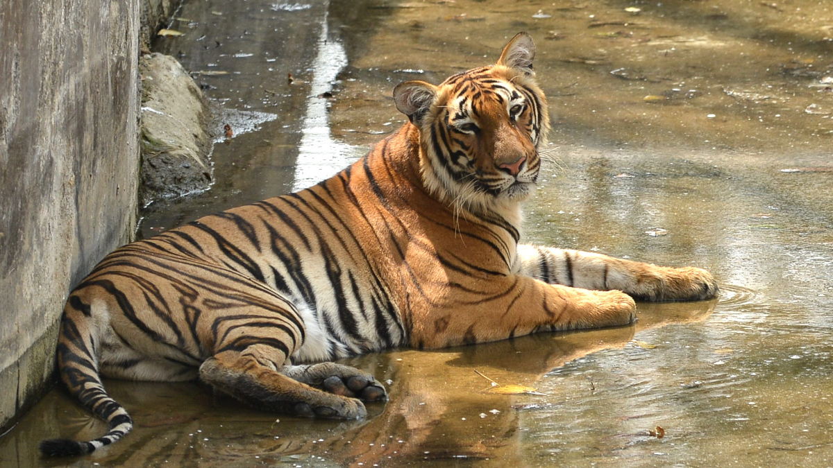 Delhi Zoo में गर्मियों के लिए किए गए स्‍पेशल इंतजाम,  जानवरों के लिए वॉटर पूल, किया जाएगा पानी का छिड़काव