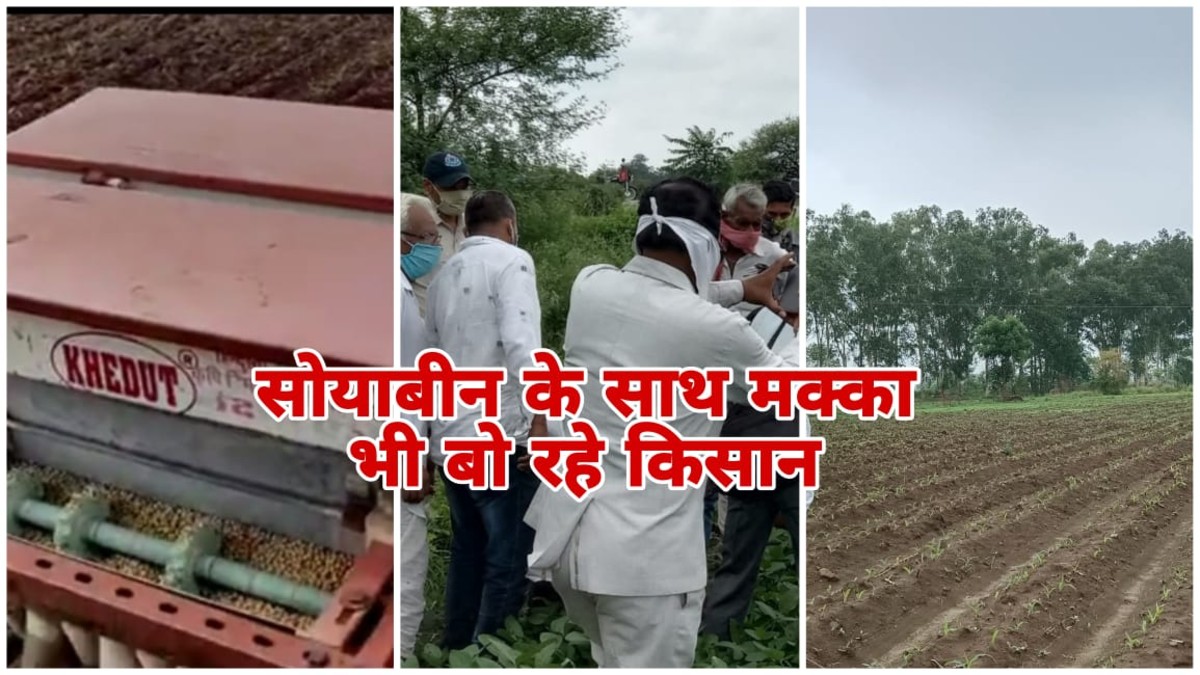 MP News: मालवा में बदलती खेती की तस्वीर, सोयाबीन के साथ अब मक्का भी किसानों की पसंद— जानिए कैसे कमा रहे मुनाफा