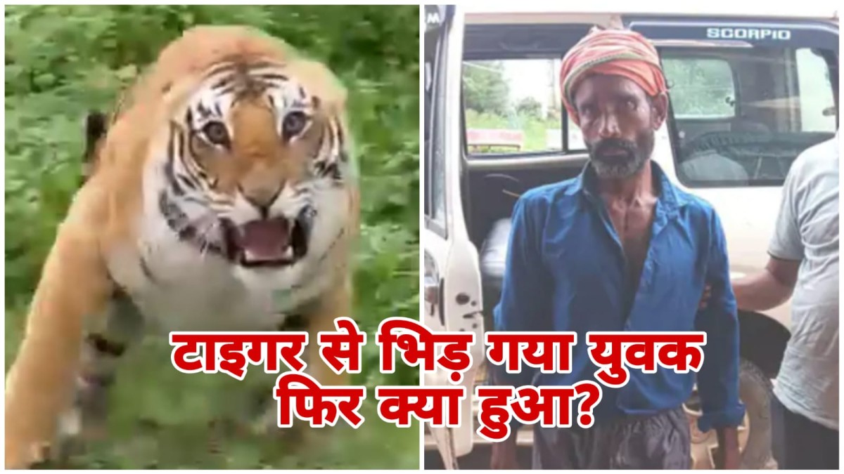 MP News: बालाघाट में टाइगर और इंसान की भिड़ंत, बस्तीराम ने डंडों से बाघ को भगाया, जानिए कैसे बचाई अपनी जान