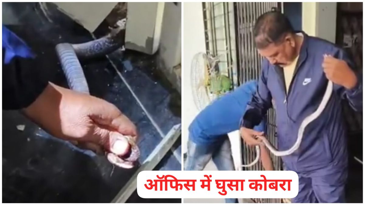Rajgarh MP News: कोबरा की फुफकार से कांपा ईवीएम दफ्तर, जानिए कैसे हुआ 20 मिनट में रेस्क्यू