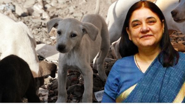 3 लाख कुत्तों को कहां रखेंगे? देख-रेख के लिए दिल्ली सरकार के पास ₹15000Cr? SC के आदेश पर मेनका गांधी के सवाल