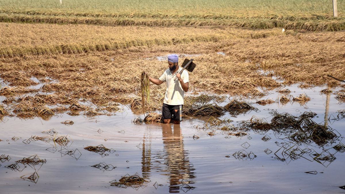 Punjab Floods: रंजीत सागर डैम के अचानक रिलीज ने मचाई तबाही, किस वजह से रावी में आई एकाएक बाढ़?