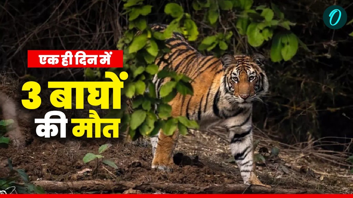 MP News: कान्हा टाइगर रिजर्व में 1 ही दिन में 3 बाघों की मौत, वयस्क बाघ की क्षेत्रीय लड़ाई, जानिए पूरी घटना