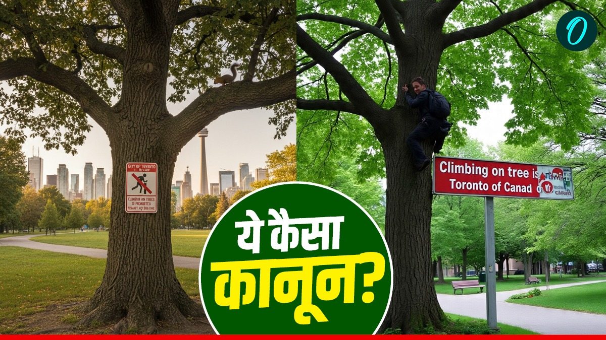पेड़ पर चढ़े या लगाया झूला तो ₹60 लाख का लगेगा जुर्माना! इस देश में क्यों है अनोखा कानून?