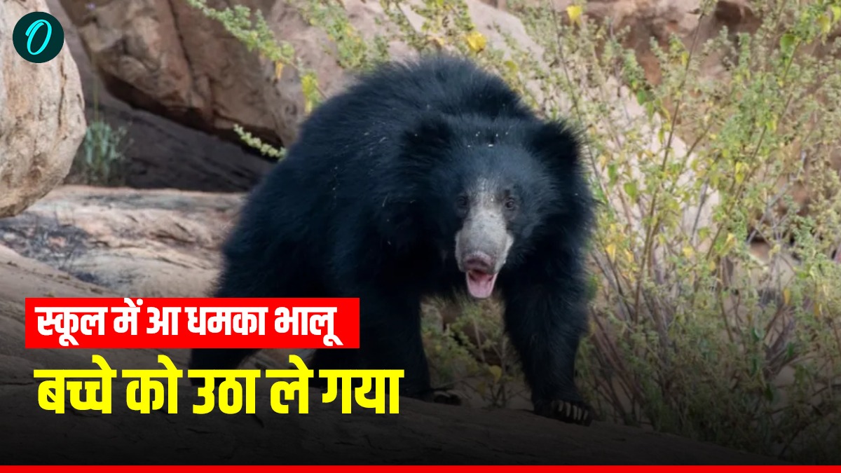 Uttarakhand News स्कूल में आ धमका भालू, बच्चे को उठा ले गया, मासूम को बचाने दौड़े टीचर फिर हुआ ये
