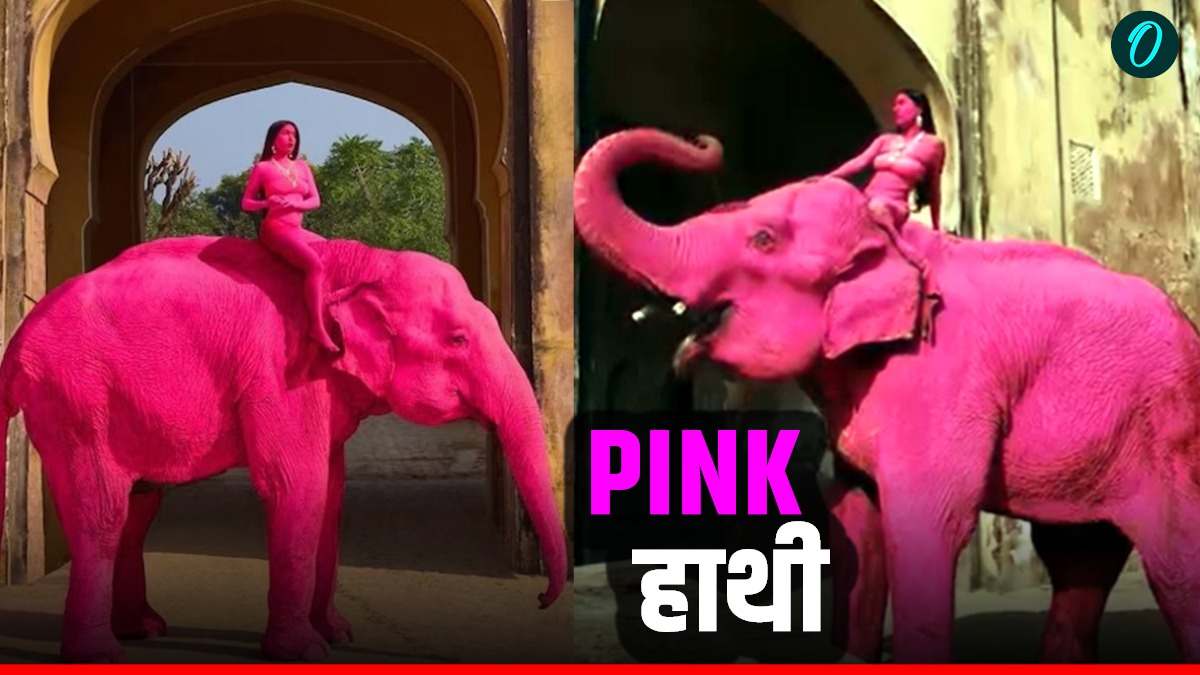 Pink Elephant: 'चंद लाइक्स के लिए घिनौनी हरकत', कौन है ये फोटोग्राफर जिसने हाथी को रंगा गुलाबी? मचा बवाल