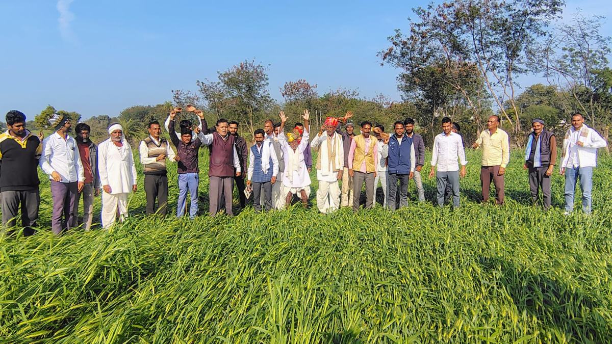 सीहोर में बेमौसम बारिश से तबाही: कटी फसलें सड़ीं, 80% तक नुकसान; किसानों ने MSP पर खरीद और सर्वे की मांग