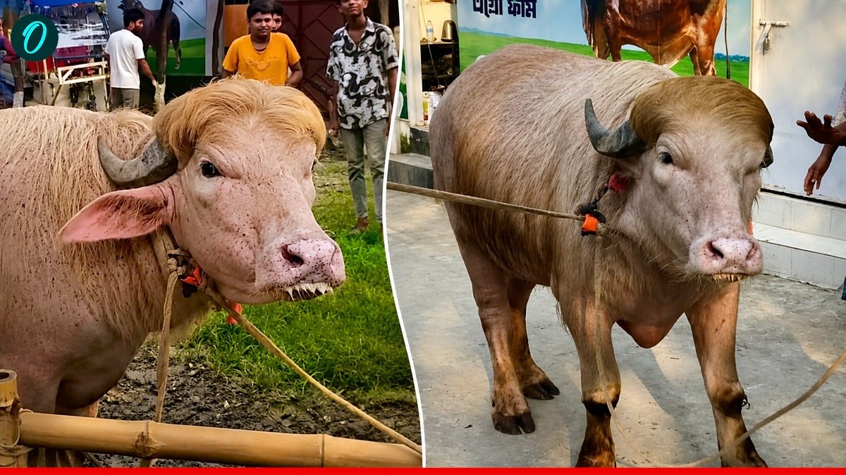 Trump Buffalo: ट्रंप जैसा दिखने वाला भैंसा हुआ Viral, लोगों ने बताया हूबहू, अब ईद पर होगा कुर्बान-Video