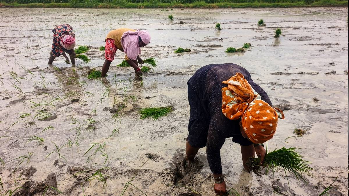 Punjab Weather: पंजाब के 16 जिलों में भारी बारिश का अलर्ट, पठानकोट से मोहाली तक अगले तीन दिन कैसा रहेगा मौसम?