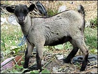 goat areested goat areested